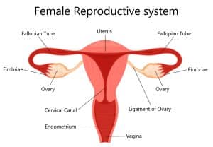 Female reproductive system with labelled parts